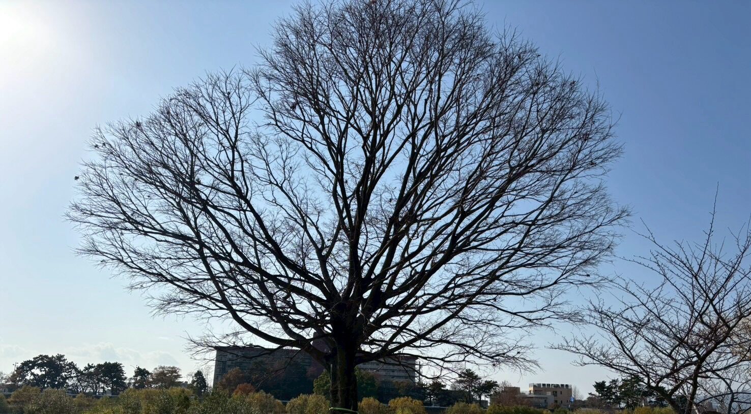 西宮ジュニアラグビークラブ